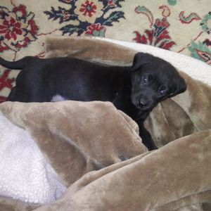 Meet your Posher, Carol